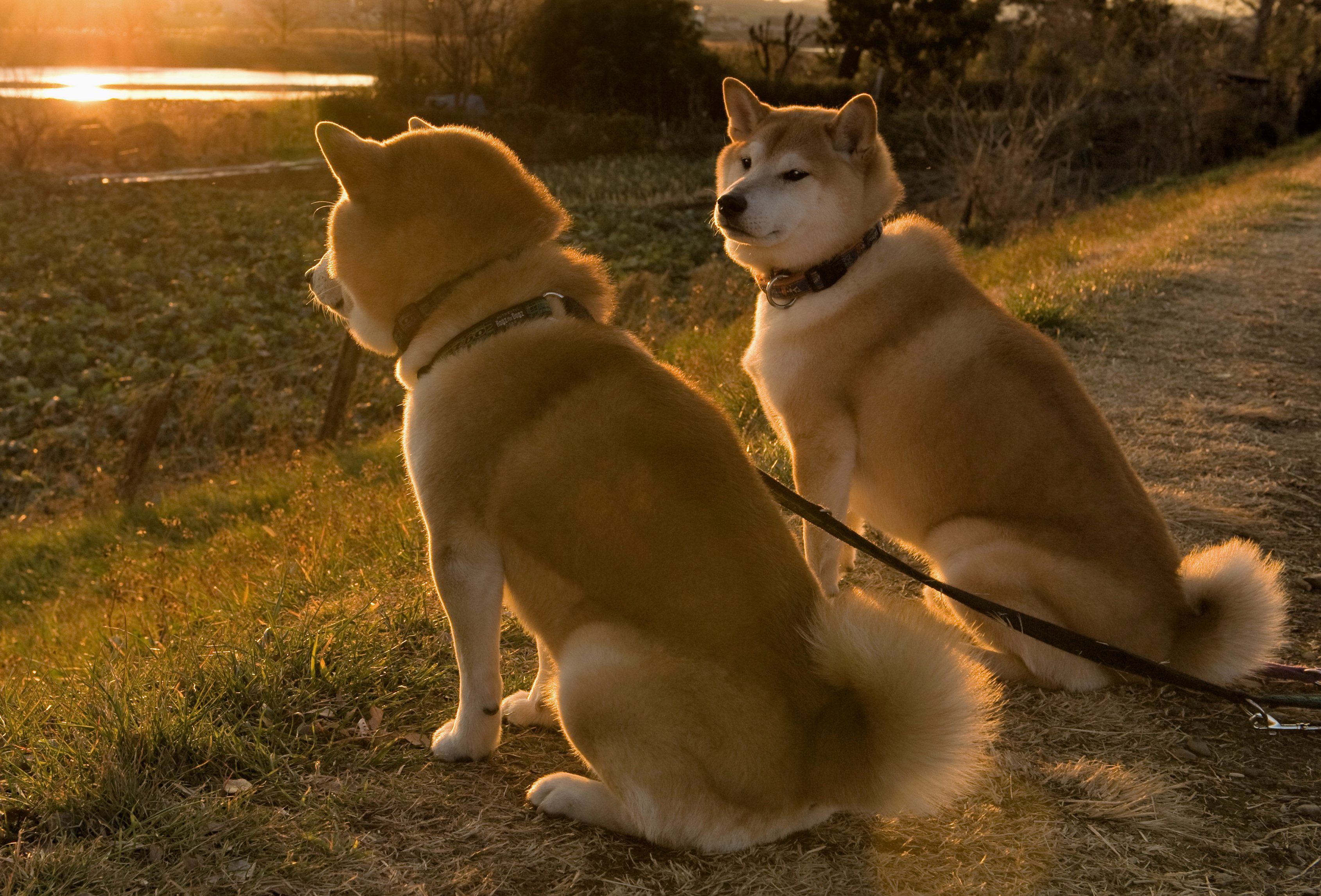 柴犬が誘う寡黙の美学 ニッポンの犬と男は背中で語れ Shi Ba シーバ プラス犬びより 犬と楽しく暮らす 情報マガジン