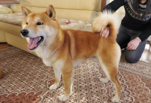 よそ様にはふるのになぜ ワタシにも振ってほしいな そのシッポ Shi Ba シーバ プラス犬びより 犬と楽しく暮らす 情報マガジン