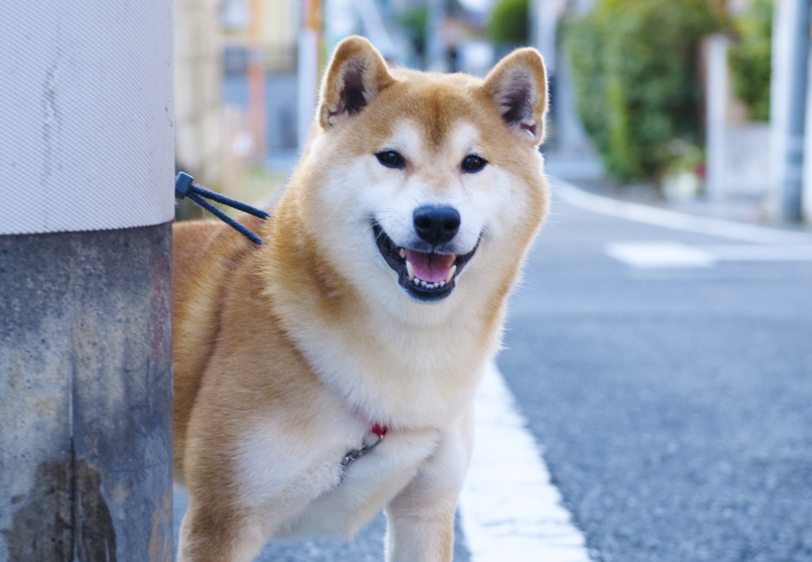 柴犬の食物アレルギー 症状の出やすい部位 検査や治療方法は Shi Ba シーバ プラス犬びより 犬と楽しく暮らす 情報マガジン