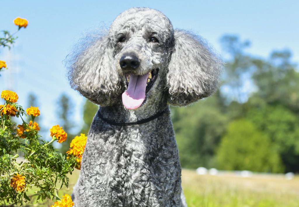 寒がりな愛犬 防寒のススメ 冬に起こりやすいトラブルと対策 Shi Ba シーバ プラス犬びより 犬と楽しく暮らす 情報マガジン