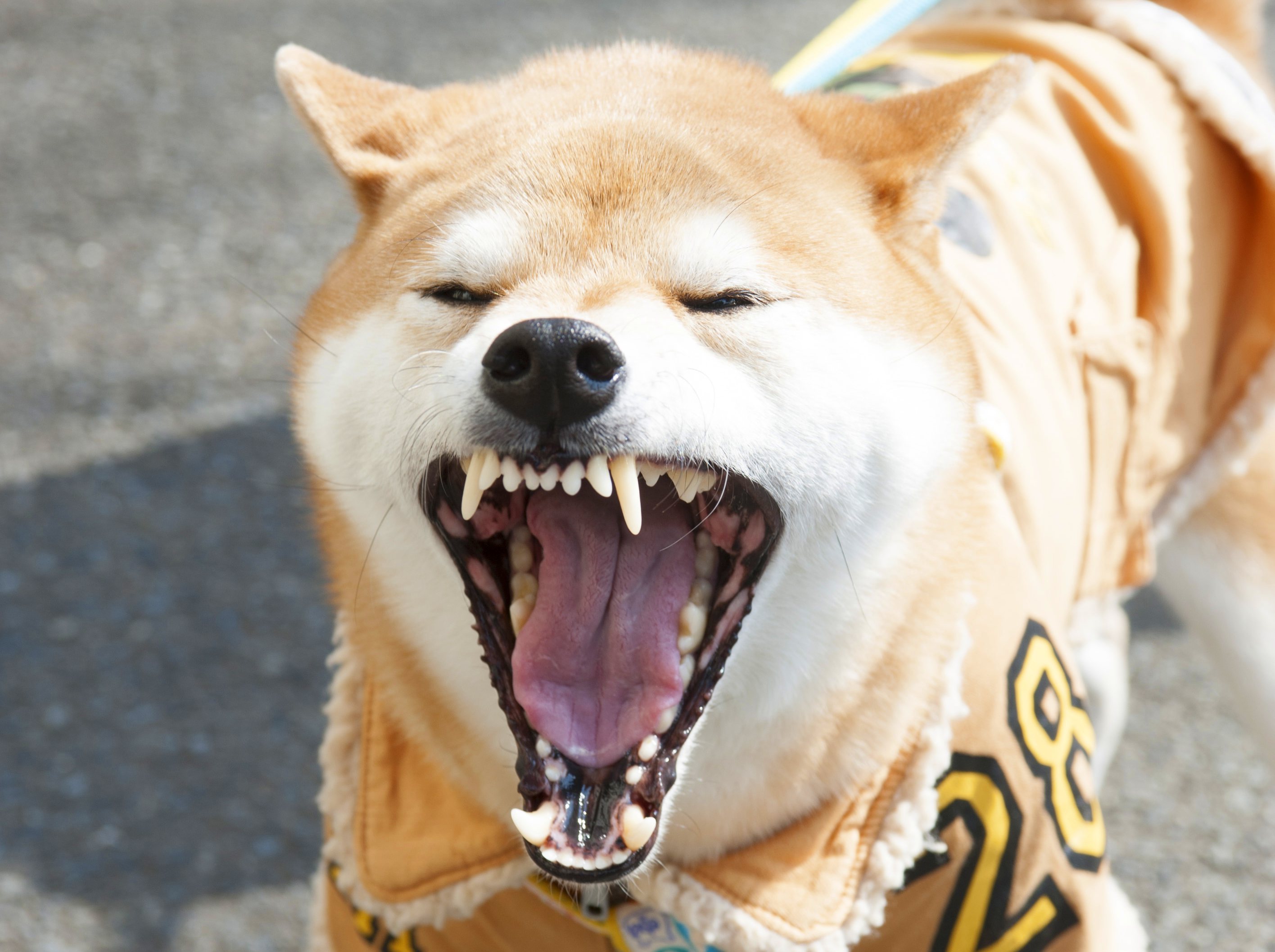 よく聞く歯のトラブル以外も知っておきたい 犬の口の中にできる病気 Shi Ba シーバ プラス犬びより 犬と楽しく暮らす 情報マガジン