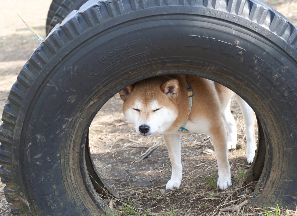 便秘の真実 中年以降のオス犬には病気が隠れていることも Shi Ba シーバ プラス犬びより 犬と楽しく暮らす 情報マガジン