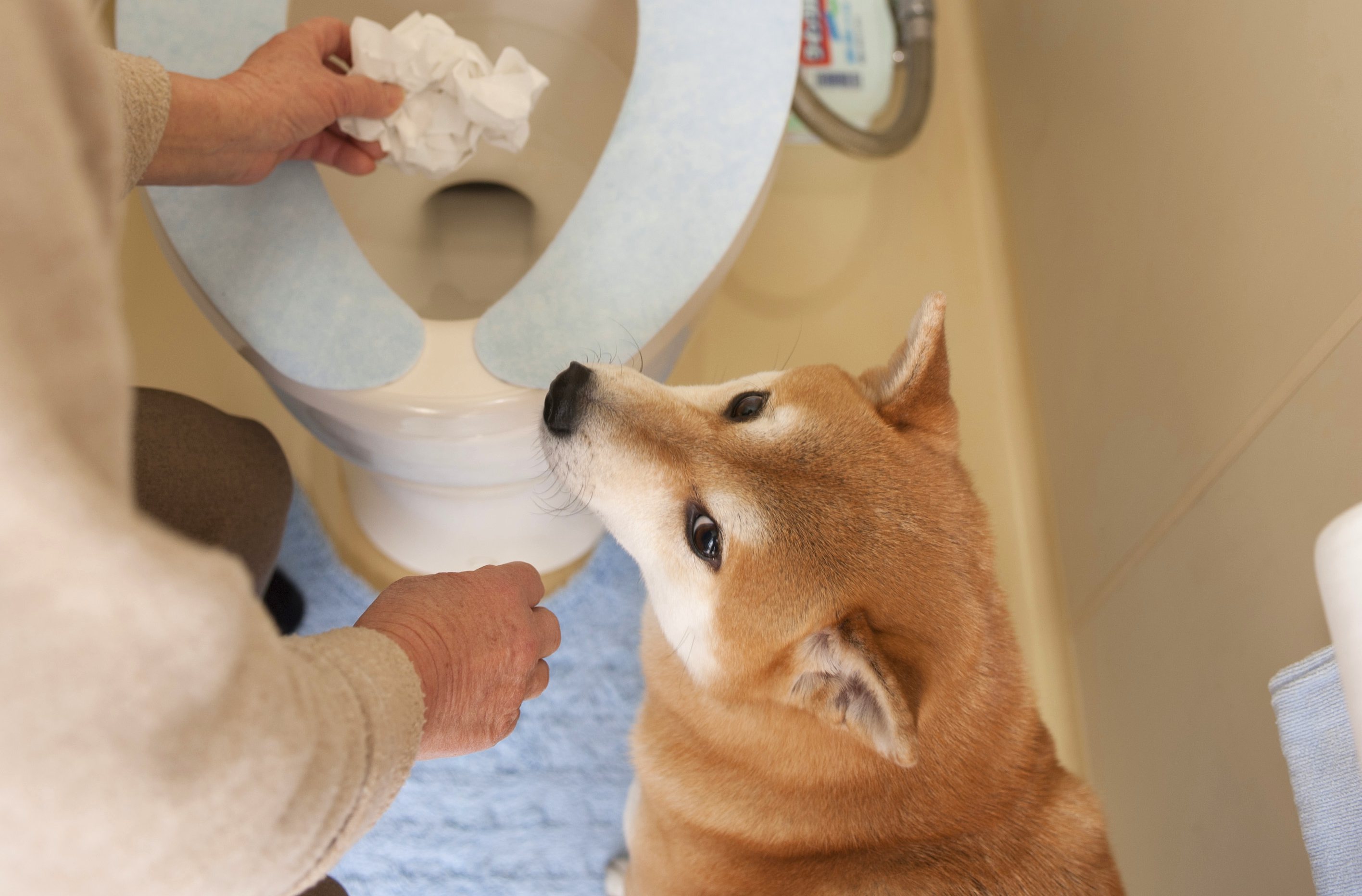 乾燥する季節は気をつけたい 日本犬に多い意外な病気 気管虚脱 Shi Ba シーバ プラス犬びより 犬と楽しく暮らす 情報マガジン