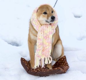 暖取りは柴犬と共に 寒がりさんのための防寒講座 Shi Ba シーバ プラス犬びより 犬と楽しく暮らす 情報マガジン