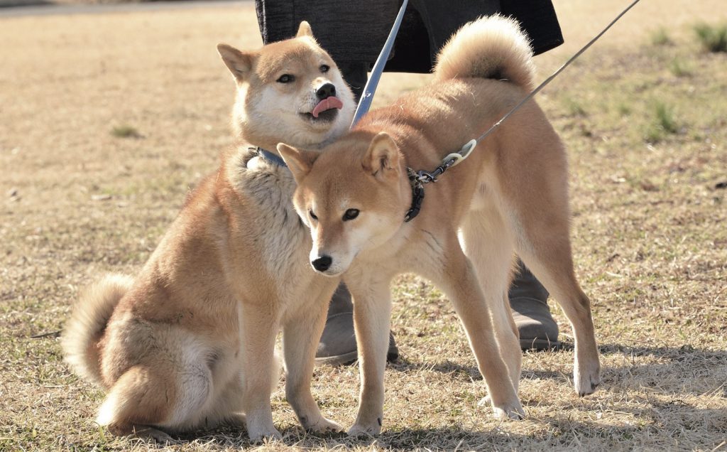 間違いだらけのボディランゲージ 愛犬のポジティブな反応はどんな行動 Shi Ba シーバ プラス犬びより 犬と楽しく暮らす 情報マガジン