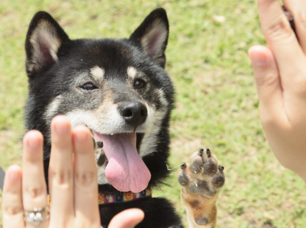 身振り手振りで伝える意志伝達テクニック ハンドシグナルに挑む Shi Ba シーバ プラス犬びより 犬と楽しく暮らす 情報マガジン