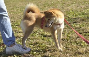 前脚でギュ お尻でそ っと 犬が踏むパーツ別の理由 踏まれやすい人の特徴は Shi Ba シーバ プラス犬びより 犬と楽しく暮らす 情報マガジン