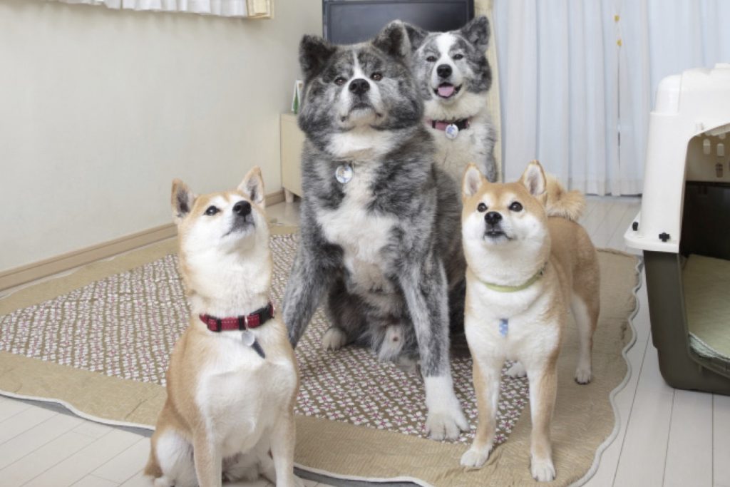 相性がいい犬種 悪い犬種は 日本犬同士の多頭飼いの作法をしゃぶりつくす Shi Ba シーバ プラス犬びより 犬と楽しく暮らす 情報マガジン