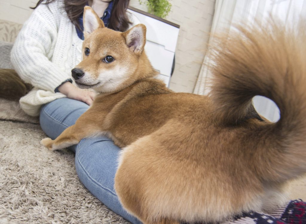 脳内徹底スキャン ぶっちゃけ飼い主って犬にどう思われているの Shi Ba シーバ プラス犬びより 犬と楽しく暮らす 情報マガジン