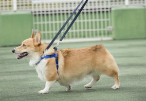 犬具選び方の鉄則 コーギーは首輪とハーネスどっちがいい Shi Ba シーバ プラス犬びより 犬と楽しく暮らす 情報マガジン
