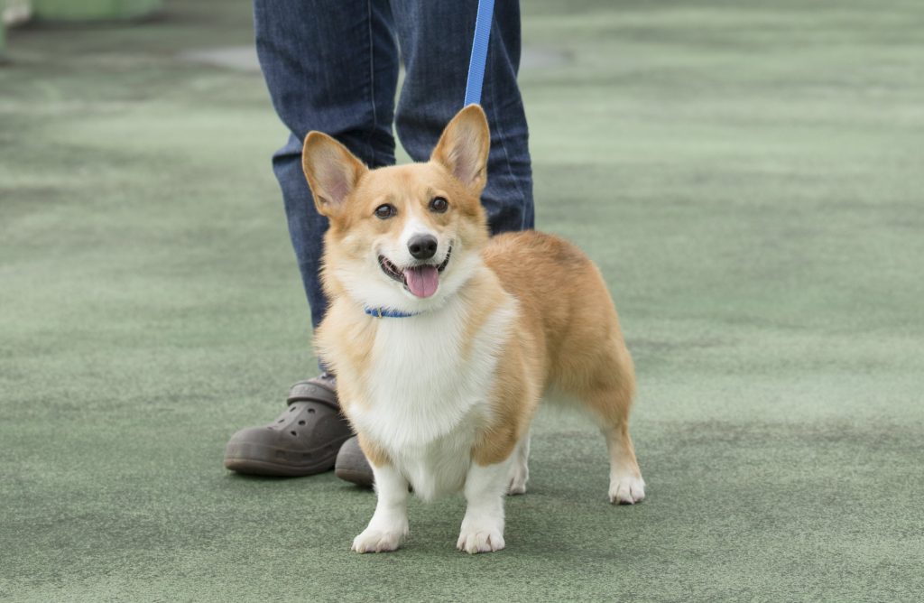 犬具選び方の鉄則 コーギーは首輪とハーネスどっちがいい Shi Ba シーバ プラス犬びより 犬と楽しく暮らす 情報マガジン