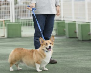 犬具選び方の鉄則 コーギーは首輪とハーネスどっちがいい Shi Ba シーバ プラス犬びより 犬と楽しく暮らす 情報マガジン