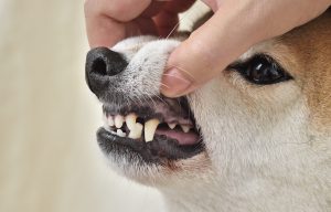 犬の歯の咬耗