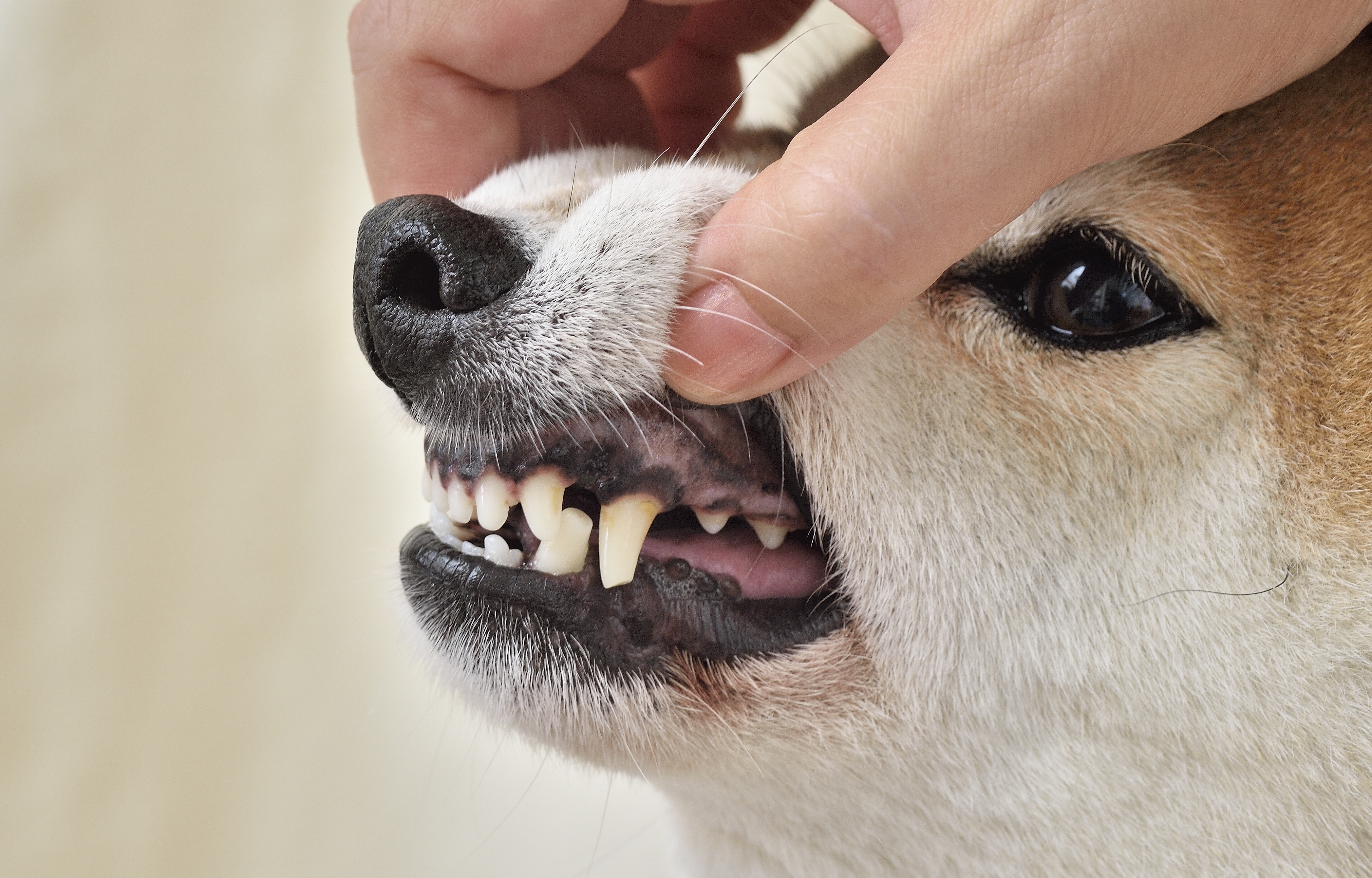 気がついたら愛犬の歯がすり減っていた 飼い主が知っておくべき咬耗のこと Shi Ba シーバ プラス犬びより 犬と楽しく暮らす 情報マガジン