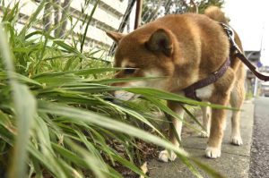 草を食べる犬