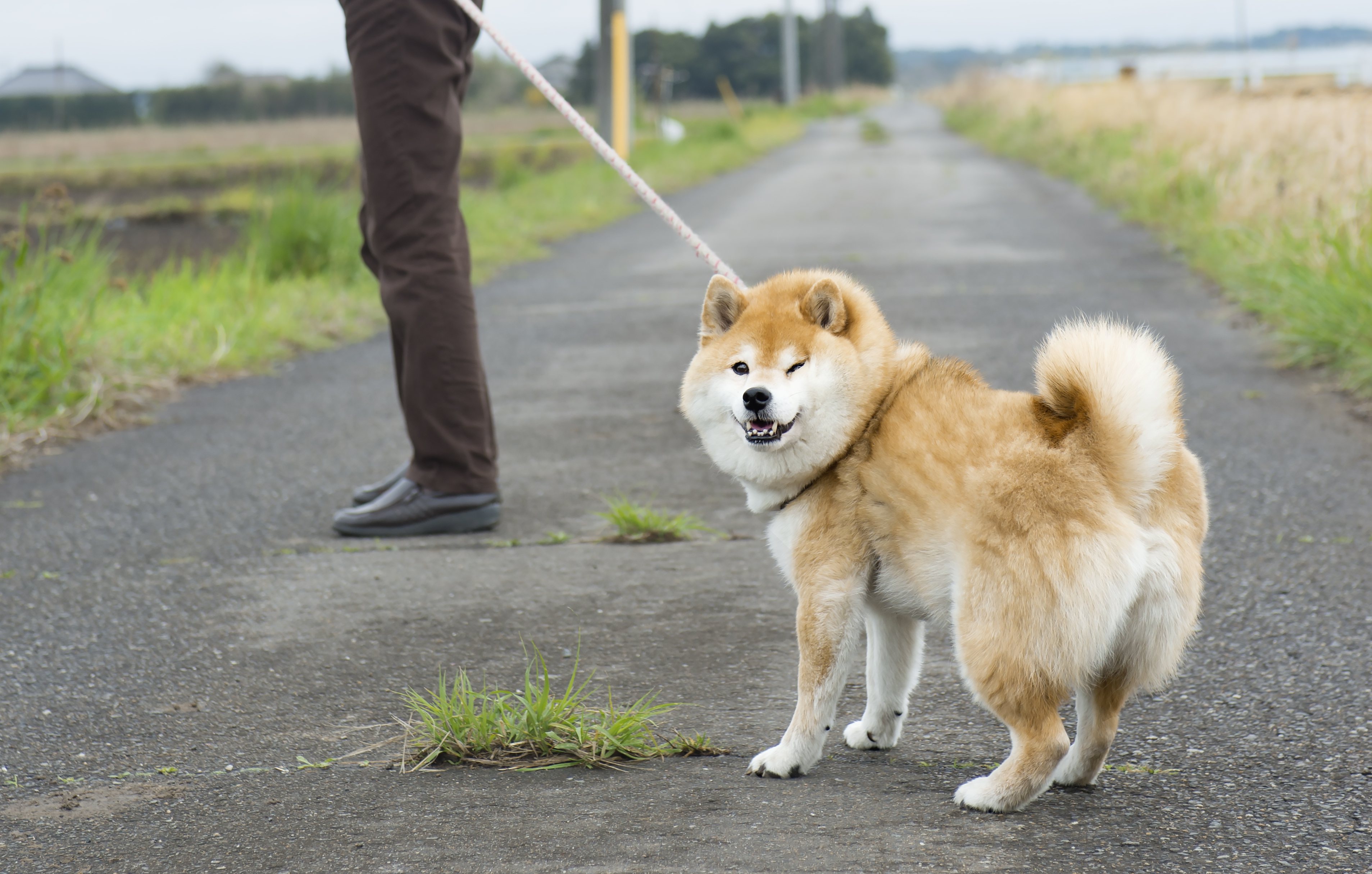 散歩嫌いな犬が増えている 歩きたがらない理由と克服方法 Shi Ba シーバ プラス犬びより 犬と楽しく暮らす 情報マガジン