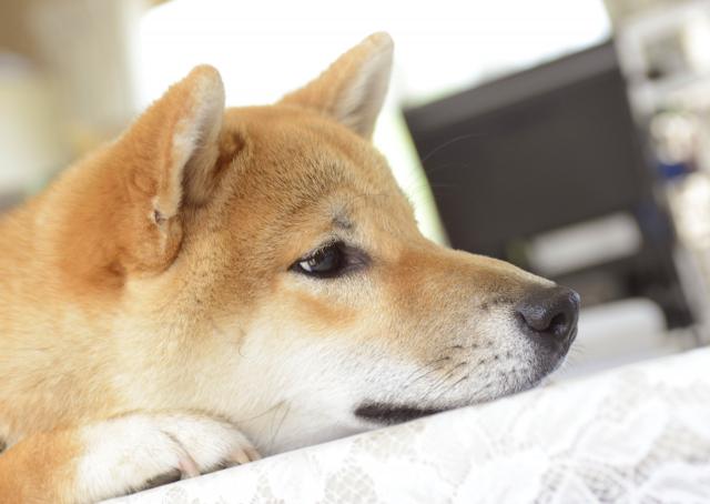 本当に悪いの 3つのテーマから日本犬への鉄拳制裁を考える Shi Ba シーバ プラス犬びより 犬と楽しく暮らす 情報マガジン