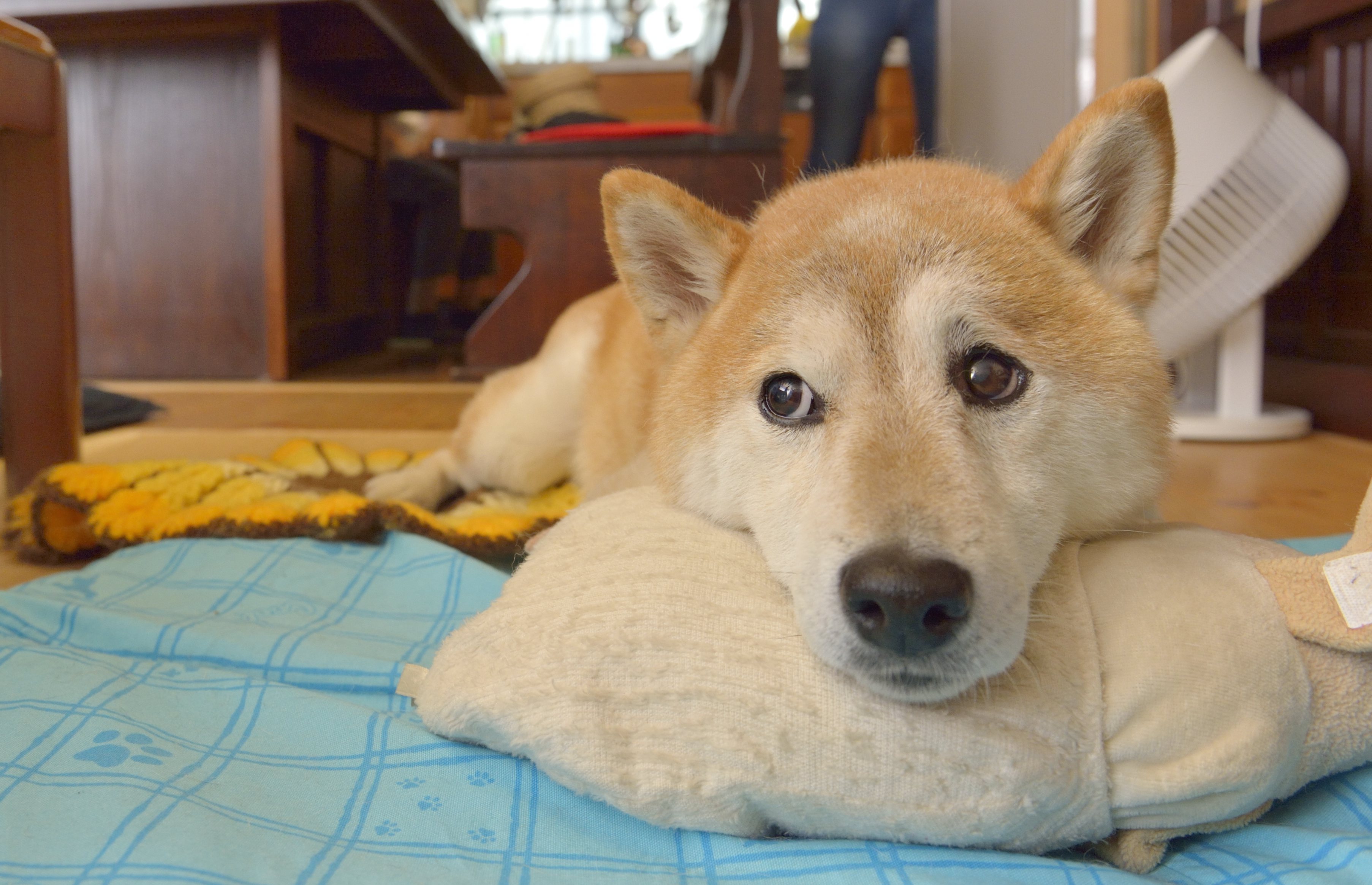 日本犬ならではのしつけ方法 してはいけない叱り方 上手に付き合う心得 Shi Ba シーバ プラス犬びより 犬と楽しく暮らす 情報マガジン