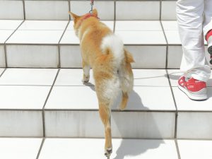 exercícios na escada para cães
