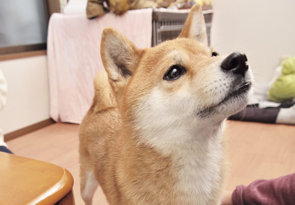 チアシード ユーグレナ はちみつetc 人のお腹にいいものって犬にはどうなの Shi Ba シーバ プラス犬びより 犬 と楽しく暮らす 情報マガジン