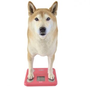 肥満の柴犬