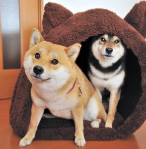 柴犬のお友達大分析 犬たちはどうやって友情を育てているのか Shi Ba シーバ プラス犬びより 犬と楽しく暮らす 情報マガジン