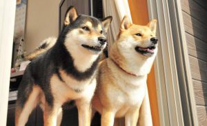 ２匹目の選び方から 会わせ方まで 犬の多頭飼い成功の秘訣を探る Shi Ba シーバ プラス犬びより 犬と楽しく暮らす 情報マガジン