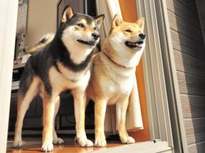 柴犬のお友達大分析 犬たちはどうやって友情を育てているのか Shi Ba シーバ プラス犬びより 犬と楽しく暮らす 情報マガジン