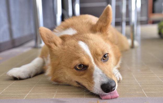 発熱 出血 震え 一刻を争う症状に注意 犬の緊急サインを知っておこう Shi Ba シーバ プラス犬びより 犬と楽しく暮らす 情報マガジン