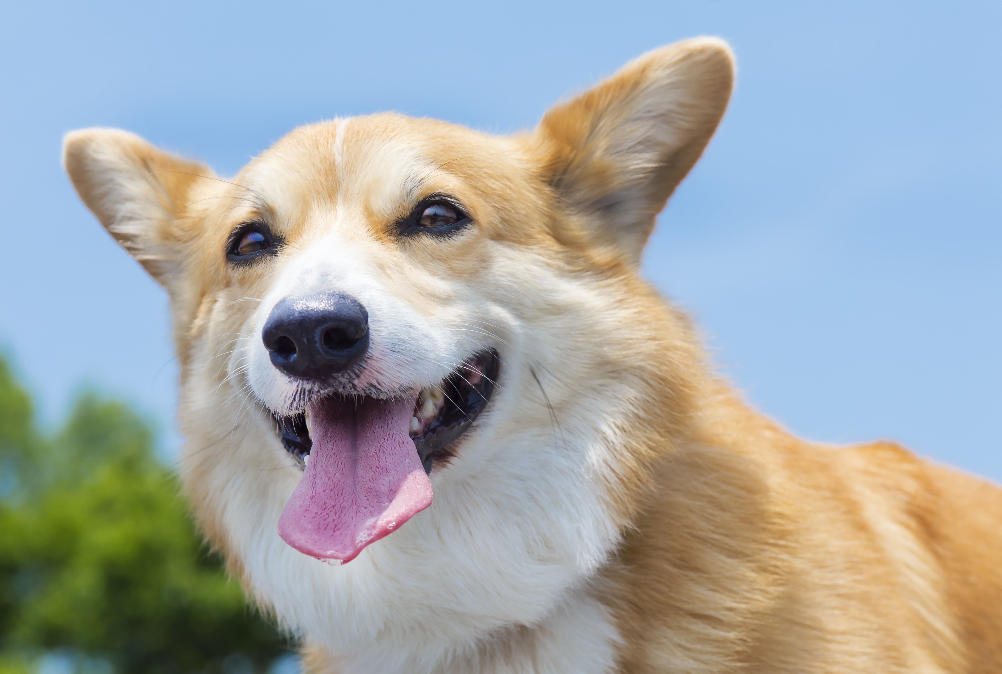 最近犬に増えてきたってホント 気がつきにくい胆嚢の病気と役割 Shi Ba シーバ プラス犬びより 犬と楽しく暮らす 情報マガジン