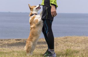犬とジョギング