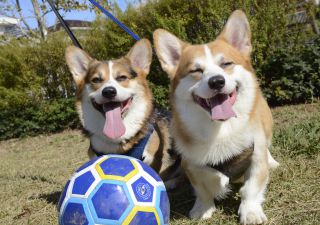 サッカーボールを極める もっと楽しい 正しいコーギーとの遊び方 Shi Ba シーバ プラス犬びより 犬と楽しく暮らす 情報マガジン