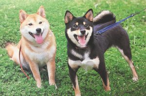 ２匹目の選び方から 会わせ方まで 犬の多頭飼い成功の秘訣を探る Shi Ba シーバ プラス犬びより 犬と楽しく暮らす 情報マガジン