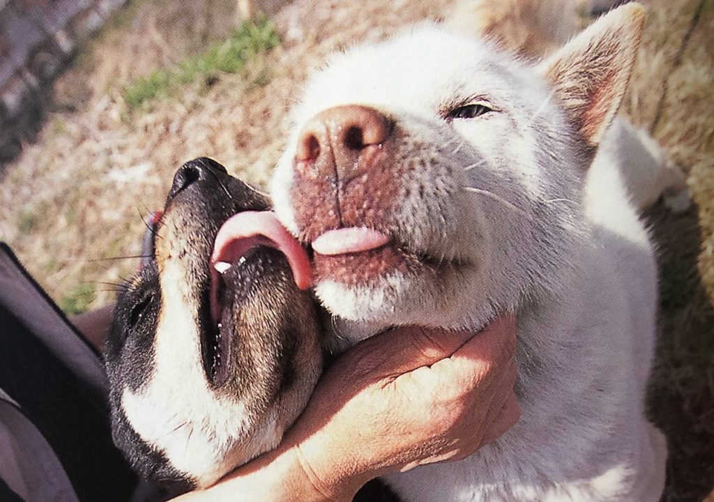 子犬を迎え入れると老犬は若返る 若犬との多頭飼いのメリット デメリット Shi Ba シーバ プラス犬びより 犬と楽しく暮らす 情報マガジン