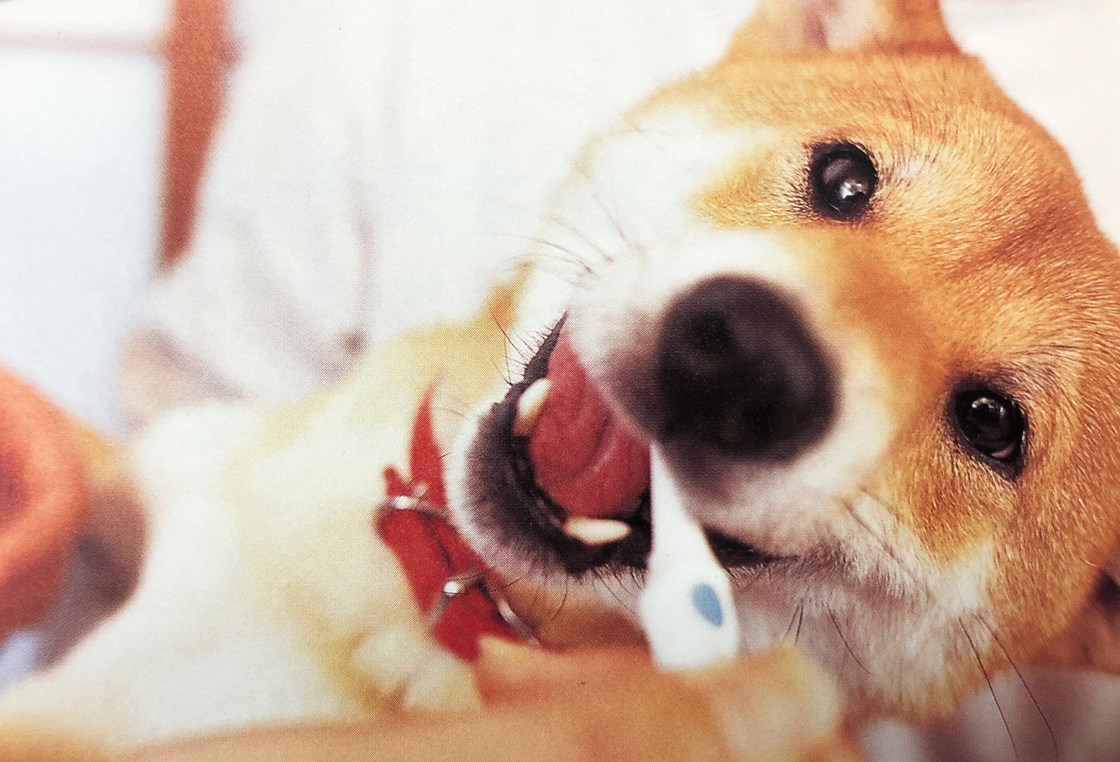歯並びが悪いと病気になるかも 犬の噛み合わせ大研究 Shi Ba シーバ プラス犬びより 犬と楽しく暮らす 情報マガジン