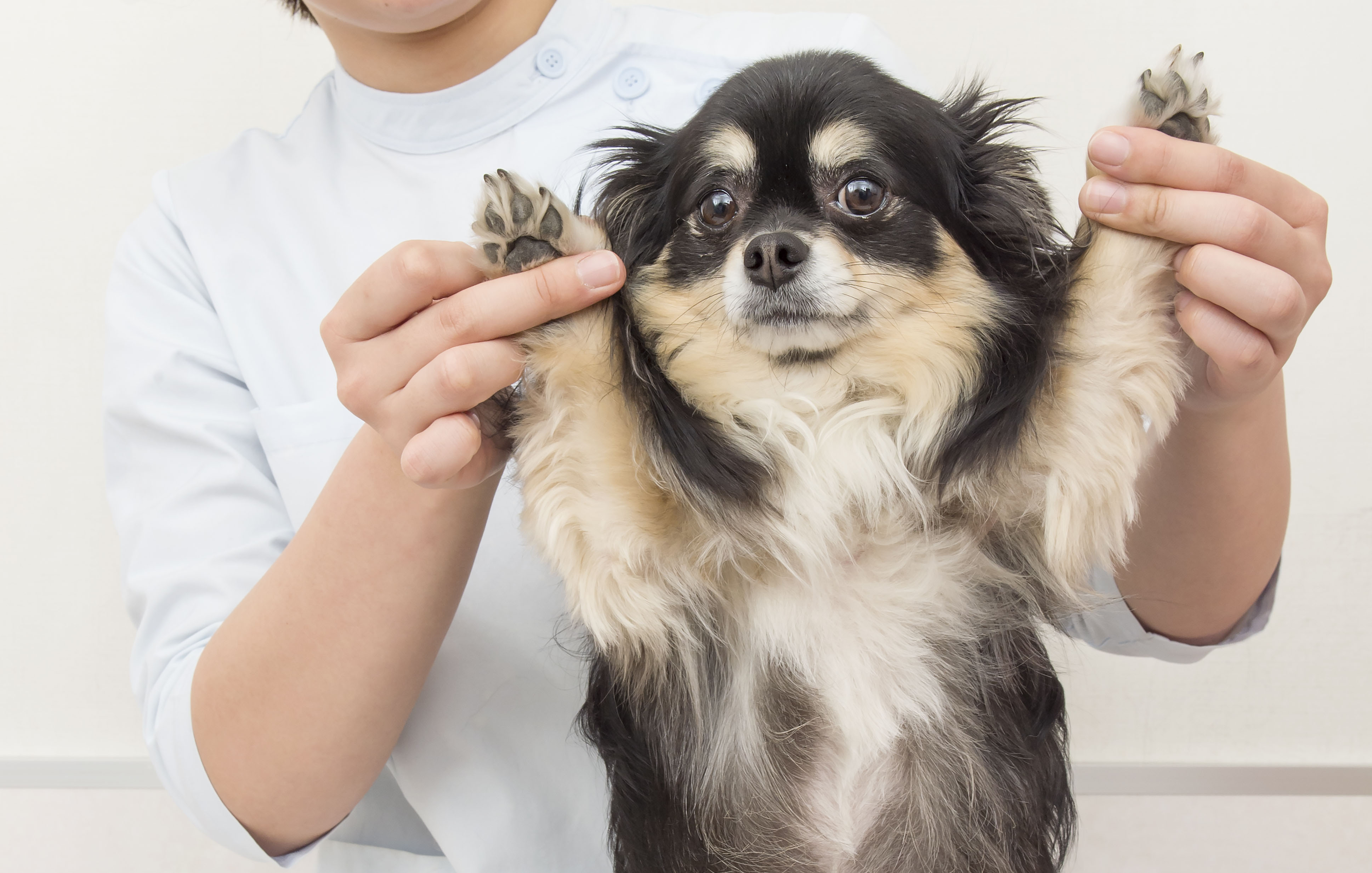 犬の精神障害 Ptsdの症状は 恐怖心とのつきあい方を徹底解明 Shi Ba シーバ プラス犬びより 犬と楽しく暮らす 情報マガジン