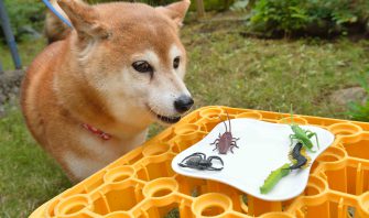 よそ様にはふるのになぜ ワタシにも振ってほしいな そのシッポ Shi Ba シーバ プラス犬びより 犬と楽しく暮らす 情報マガジン