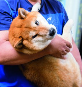 寄ったしわの数だけ幸せがある どんな犬でもなれる 振り向きさん方程式 Shi Ba シーバ プラス犬びより 犬と楽しく暮らす 情報マガジン