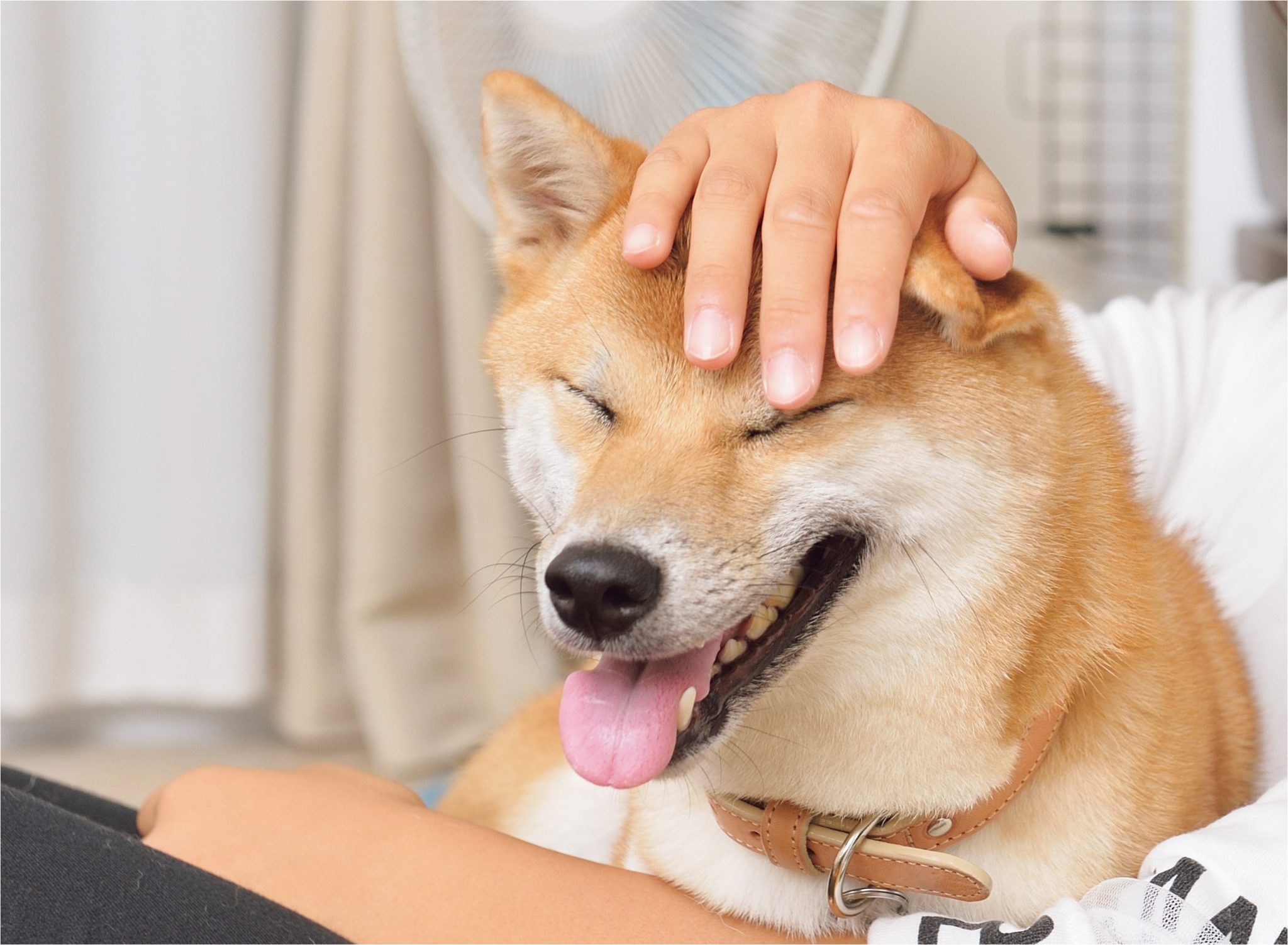視線のコミュニケーションでもっと絆を強くする！犬を見つめていい時 悪い時