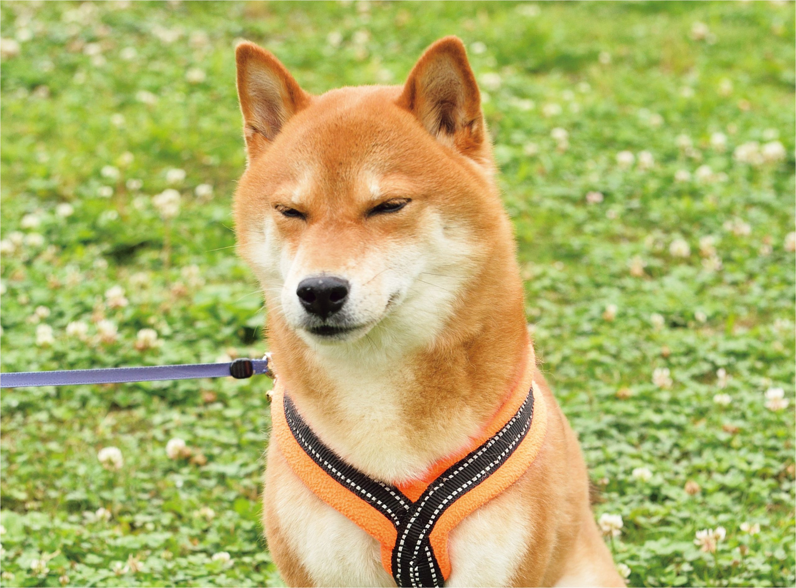 暗い 窮屈 見えにくい 日本犬が心安らぐ理想の居場所はココ Shi Ba シーバ プラス犬びより 犬と楽しく暮らす 情報マガジン