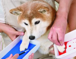 本気になればここまでデキる 柴犬とガチで手作りチャレンジ その1 Shi Ba シーバ プラス犬びより 犬と楽しく暮らす 情報マガジン