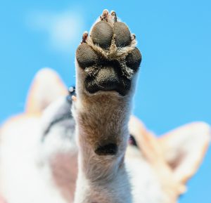 いやしの科学 におい しぐさ 表情 愛犬と一緒にいると落ち着くのはナゼ Shi Ba シーバ プラス犬びより 犬と楽しく暮らす 情報マガジン