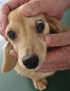 シニア犬の健康診断