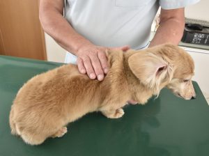 シニア犬の健康診断