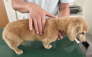 シニア犬の健康診断