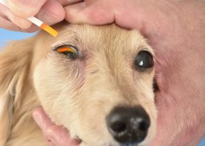 シニア犬の健康診断