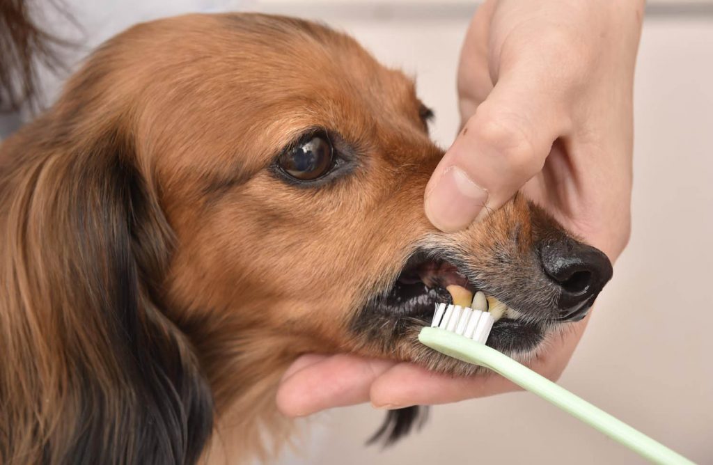歯周病予防に欠かせない 犬のデンタルケアに関する素朴な疑問 Shi Ba シーバ プラス犬びより 犬と楽しく暮らす 情報マガジン