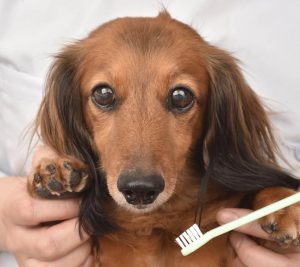 犬のデンタルケア