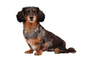 犬の健康トラブル