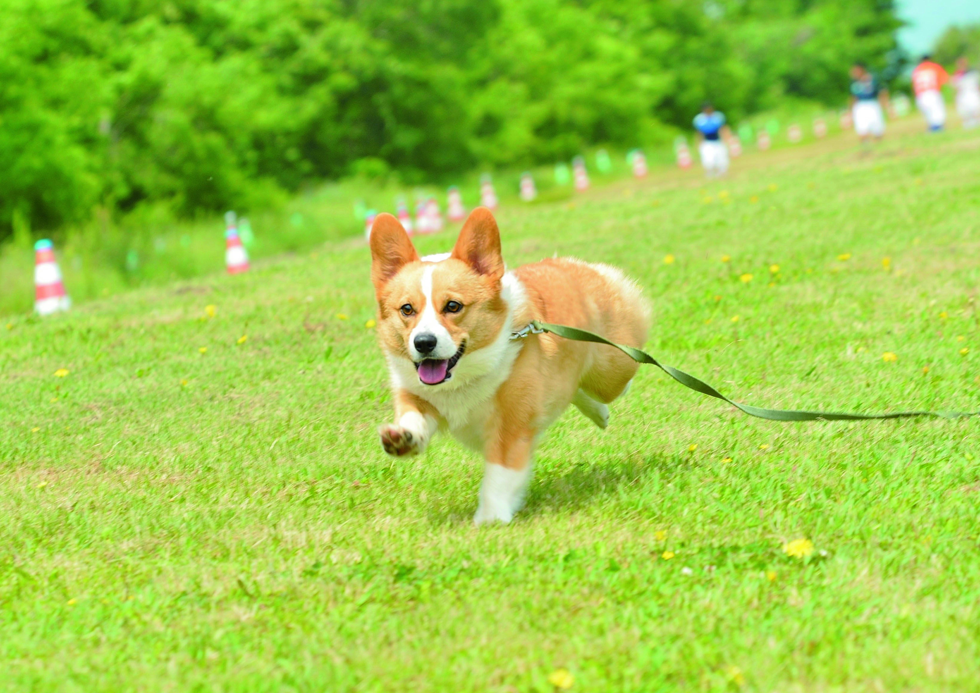 犬の飛びつきは感情豊かな証拠 コーギーの重 い思 い体当たり Shi Ba シーバ プラス犬びより 犬と楽しく暮らす 情報マガジン